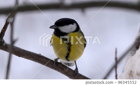 Birds near Moscow, yellow oatmeal on a tree branch Birds near Moscow, yellow oatmeal on a tree branch 96345552