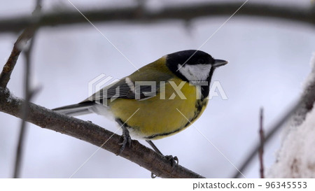Birds near Moscow, yellow oatmeal on a tree branch Birds near Moscow, yellow oatmeal on a tree branch 96345553