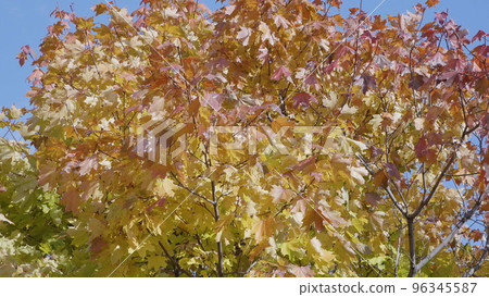 Autumn leaves fall in the forest, natural landscape Autumn leaves fall in the forest, natural landscape 96345587