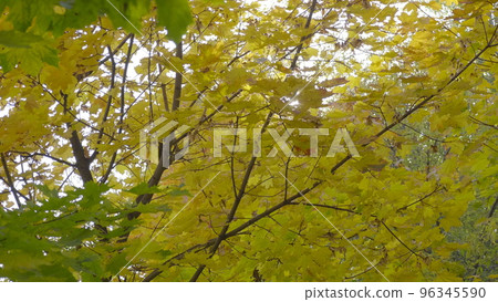 Autumn leaves fall in the forest, natural landscape Autumn leaves fall in the forest, natural landscape 96345590