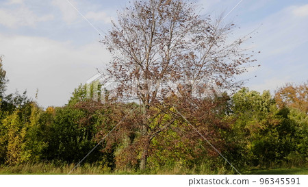 Autumn leaves fall in the forest, natural landscape 96345591