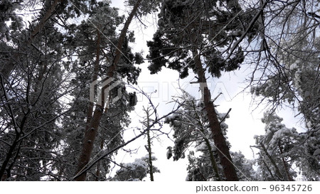Winter forest during a snowfall, slow motion Winter forest during a snowfall, slow motion 96345726