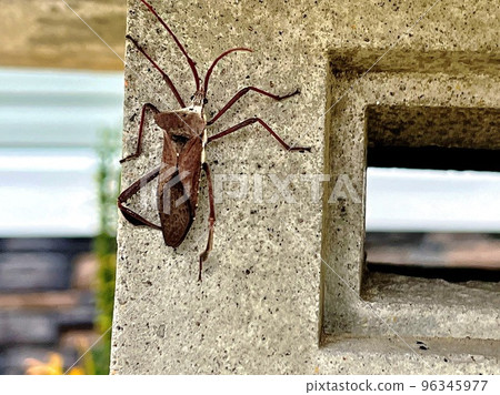 Giant Leaf-footed Bug 96345977
