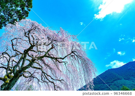 Akiha's weeping cherry tree Chugoshiya Akiha's weeping cherry tree Chugoshiya 96346668