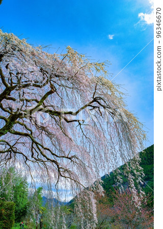 Akiha's weeping cherry tree Chugoshiya 96346670