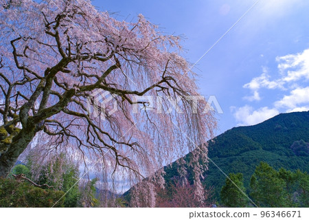 Akiha's weeping cherry tree Chugoshiya 96346671