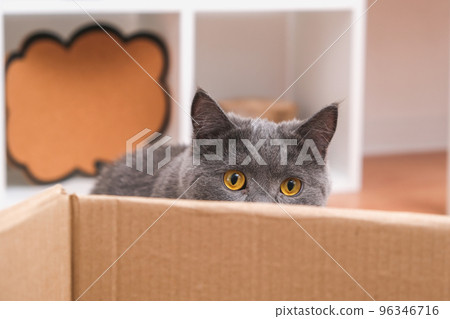 A grey cat is playing in a cardboard box. A gray A grey cat is playing in a cardboard box. A gray 96346716