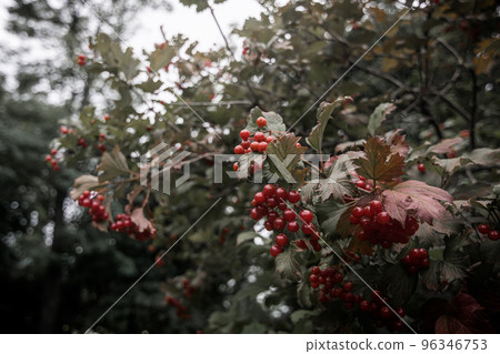 Bush of red viburnum. Bush of red viburnum. 96346753