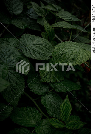 Vertical background of green raspberry leaves Vertical background of green raspberry leaves 96346754