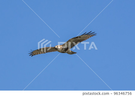 Flying wild boar Flying wild boar 96346756