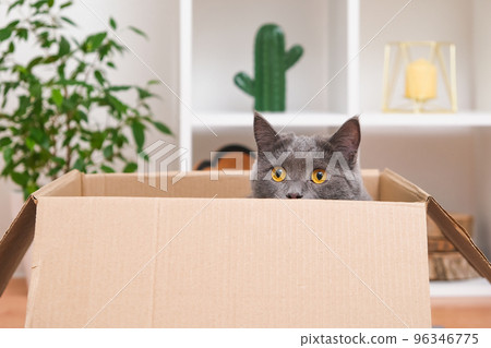 A grey cat is playing in a cardboard box. A gray A grey cat is playing in a cardboard box. A gray 96346775