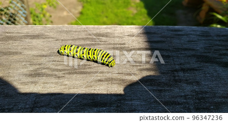 A brightly colored caterpillar crawls into the shade over the texture of a wooden board 96347236