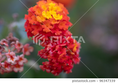 馬纓丹 0027 馬纓丹 0027 96347339