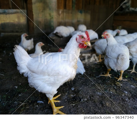A broiler chicken stands next to other similar hens on the farm A broiler chicken stands next to other similar hens on the farm 96347340