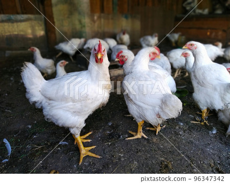 Broiler chicken stands surrounded by other chickens on the farm 96347342