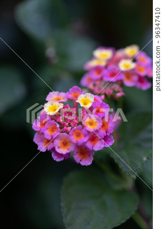 Lantana 0031 96347410