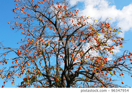 persimmon persimmon 96347954