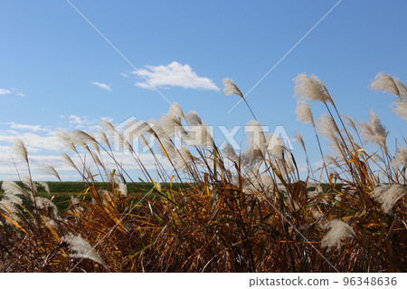 芒草 96348636