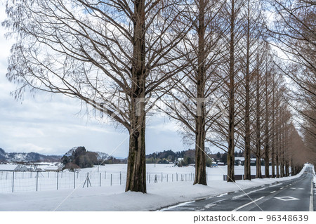 滋賀縣牧野水杉塔 滋賀縣牧野水杉塔 96348639
