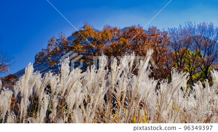 屏幕底部蒲葦的秋天風景 屏幕底部蒲葦的秋天風景 96349397