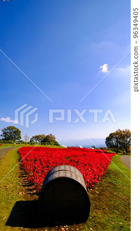 久住花卉公園的丹參花田 久住花卉公園的丹參花田 96349405