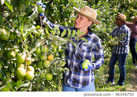 Successful female gardener with ripe apples in orchard on day Successful female gardener with ripe apples in orchard on day 96349750