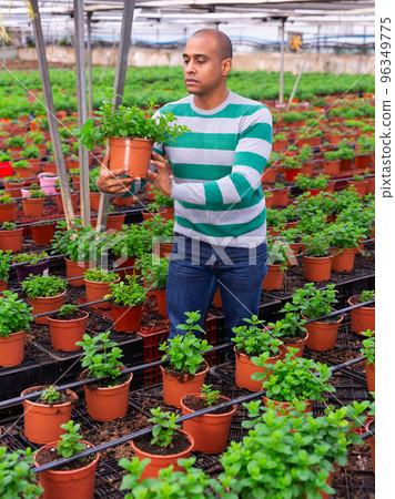 Man farmer holding pot with mint 96349775