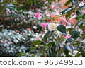 Camellia 96349913