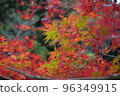 Autumn leaves 96349915