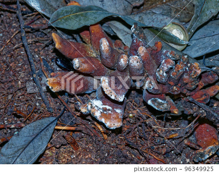 Deadly Poison Mushroom Old Kaentake Fungus 96349925