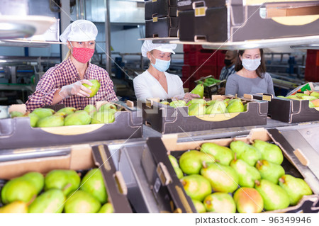 Workers sorting ripe pears at fruit storage Workers sorting ripe pears at fruit storage 96349946