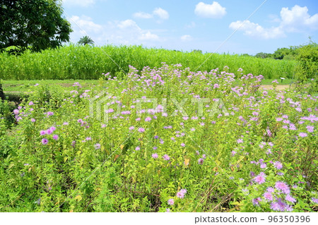 野生佛手柑花 96350396