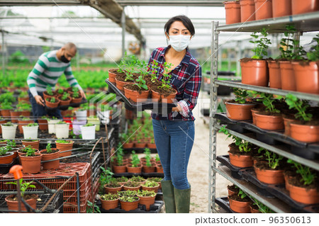 Gardeners in masks holding spearmint seedlings in pots Gardeners in masks holding spearmint seedlings in pots 96350613