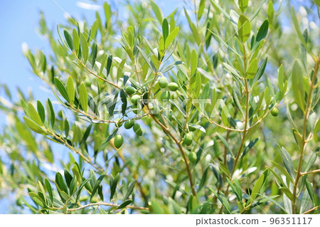 Olive fruit 96351117