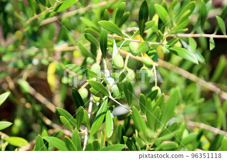 Olive fruit Olive fruit 96351118