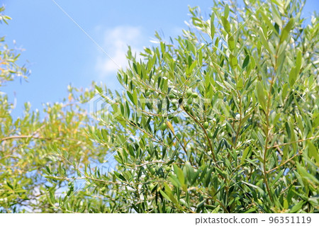 Olive fruit Olive fruit 96351119