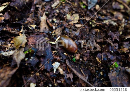 Acorn in early autumn forest with small roots Acorn in early autumn forest with small roots 96351318