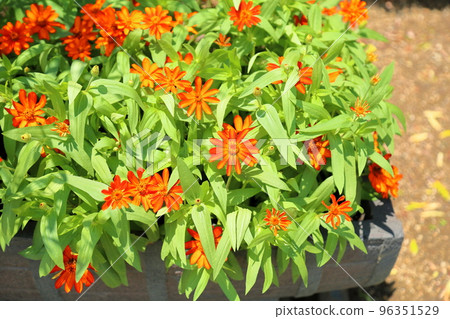 Zinnia Flower Zinnia Flower 96351529