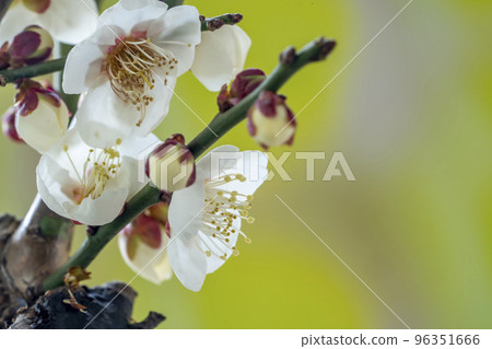 Close-up of white plum 96351666