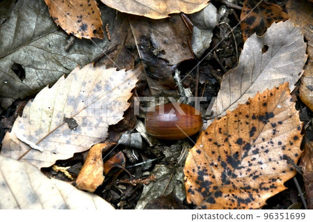 在森林裡發現的橡子 96351699