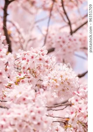 Cherry Blossoms	 96351709