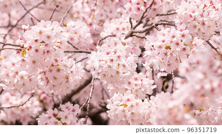 Cherry Blossoms	 96351719