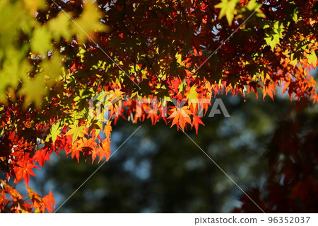楓葉秋葉 96352037
