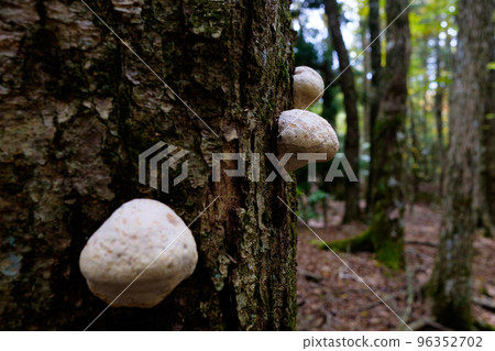 A white mushroom growing on a tree trunk in a deep beech forest 96352702