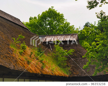 雜草叢生的舊茅草屋頂 96353238