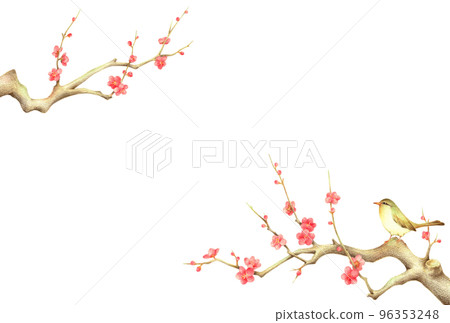 棲息在紅梅枝上的夜鶯背景 水平手繪彩色鉛筆劃 96353248