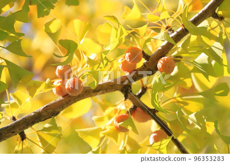 Ripe ginkgo nuts (Ginkgo biloba) Ripe ginkgo nuts (Ginkgo biloba) 96353283