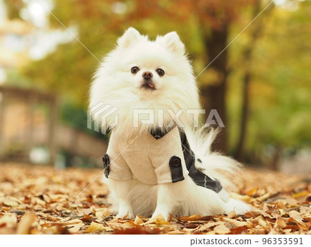 感受到秋天的博美犬 96353591