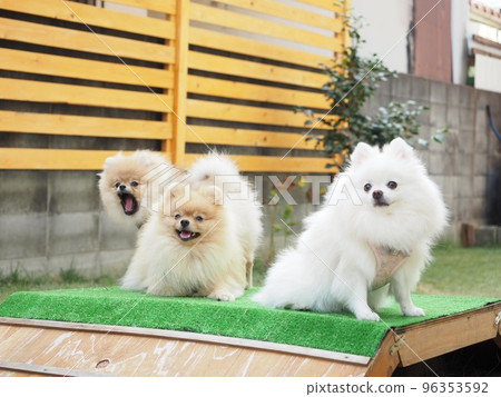 Pomeranian family playing in the garden Pomeranian family playing in the garden 96353592