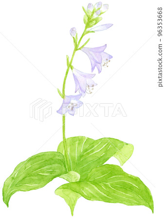 hosta flower watercolor 96353668